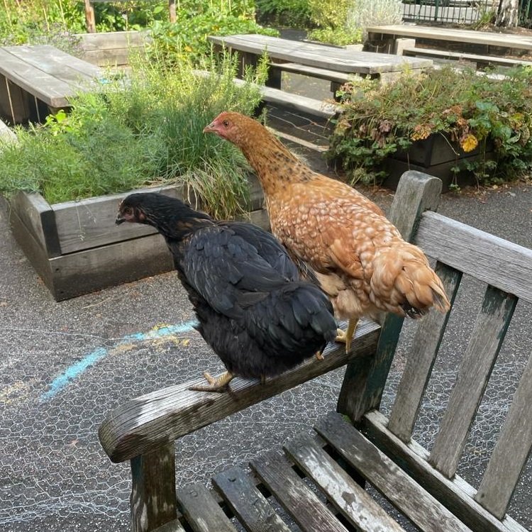 St Mark's Chickens St Mark's Chickens